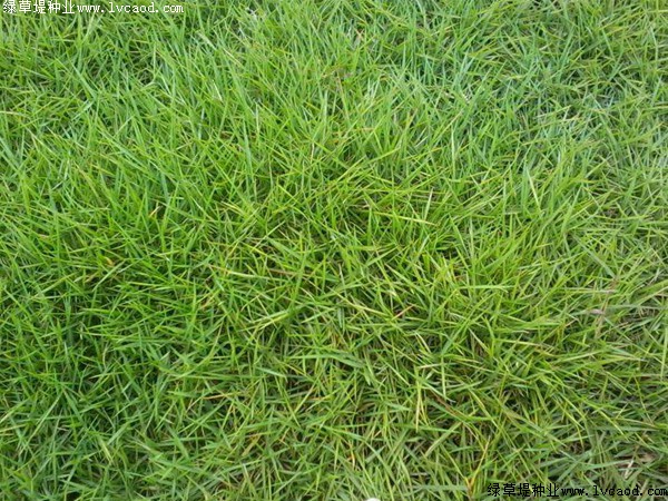<strong>天鵝絨草坪冬天常綠嗎，會不會發(fā)黃</strong>