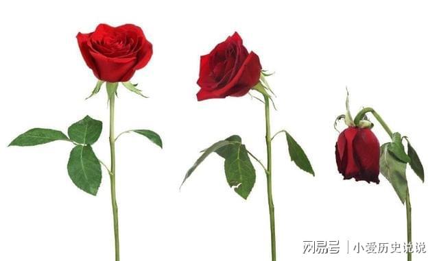 鮮花保鮮長時間讓它不開花_如何讓鮮花保鮮時間更長_鮮花保鮮長時間讓它死亡
