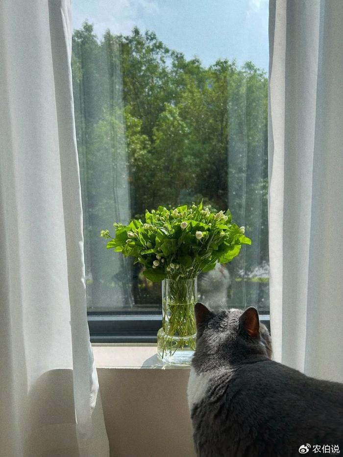 臥室養(yǎng)什么花助眠_臥室里養(yǎng)花影響睡眠嗎_什么花養(yǎng)在臥室里有助于睡眠