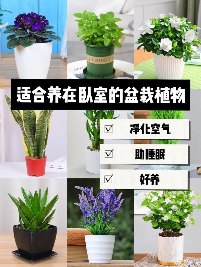 什么花養(yǎng)在臥室里有助于睡眠_臥室養(yǎng)什么花助眠_臥室里養(yǎng)花影響睡眠嗎