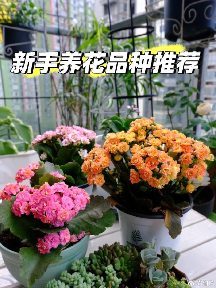 什么花養(yǎng)在臥室里有助于睡眠_臥室里養(yǎng)花影響睡眠嗎_臥室養(yǎng)什么花助眠