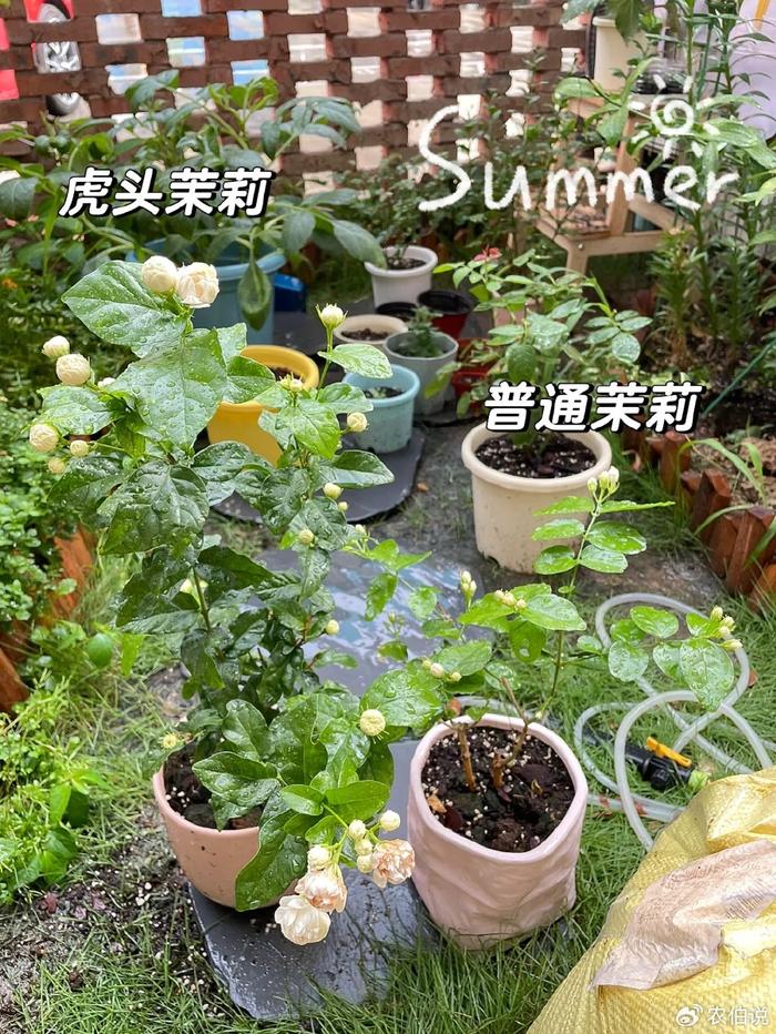 什么花養(yǎng)在臥室里有助于睡眠_臥室里養(yǎng)花影響睡眠嗎_臥室養(yǎng)什么花助眠