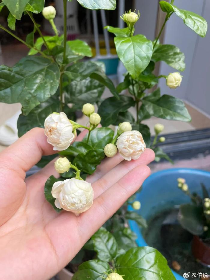 臥室養(yǎng)什么花助眠_什么花養(yǎng)在臥室里有助于睡眠_臥室里養(yǎng)花影響睡眠嗎