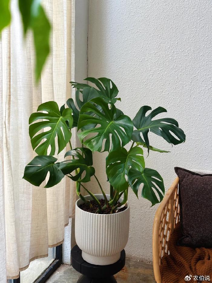 臥室養(yǎng)什么花助眠_臥室里養(yǎng)花影響睡眠嗎_什么花養(yǎng)在臥室里有助于睡眠