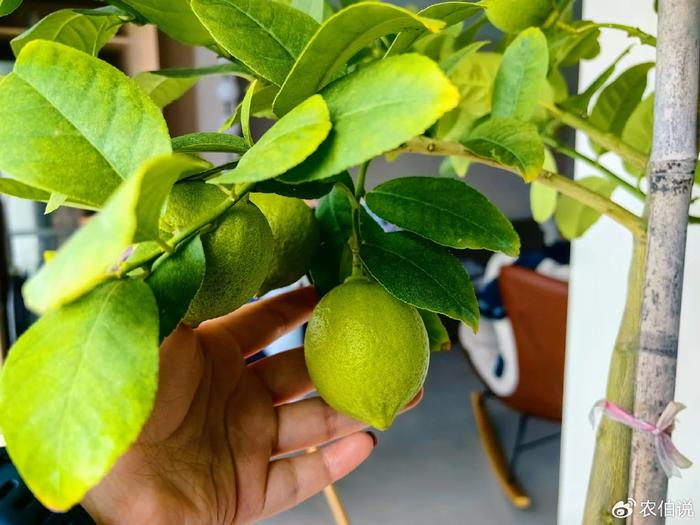 臥室里養(yǎng)花影響睡眠嗎_臥室養(yǎng)什么花助眠_什么花養(yǎng)在臥室里有助于睡眠