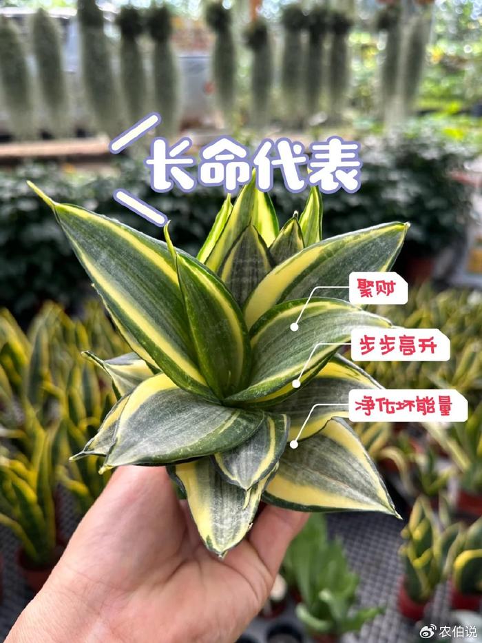 臥室養(yǎng)什么花助眠_什么花養(yǎng)在臥室里有助于睡眠_臥室里養(yǎng)花影響睡眠嗎