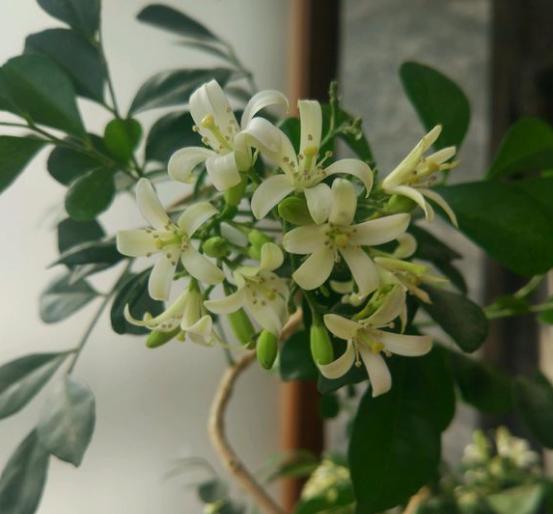 室內(nèi)花香的植物_有香味的花適合室內(nèi)養(yǎng)花_室內(nèi)養(yǎng)香味的花