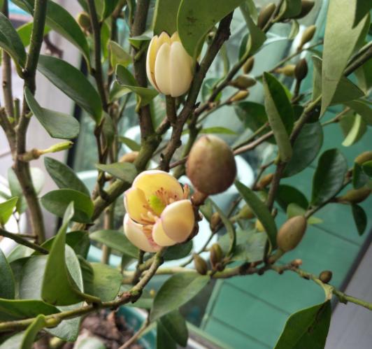 室內(nèi)養(yǎng)香味的花_有香味的花適合室內(nèi)養(yǎng)花_室內(nèi)花香的植物