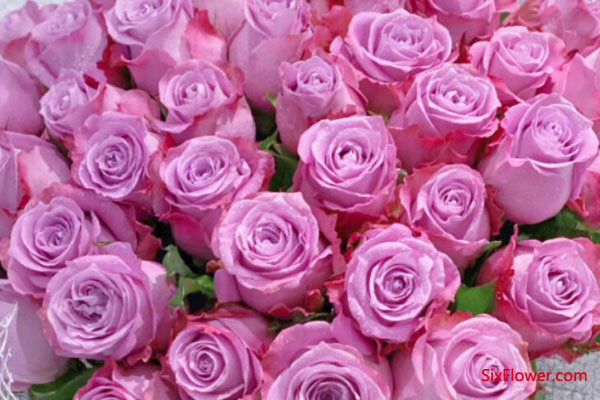 女朋友生日送紫玫瑰代表什么意思？