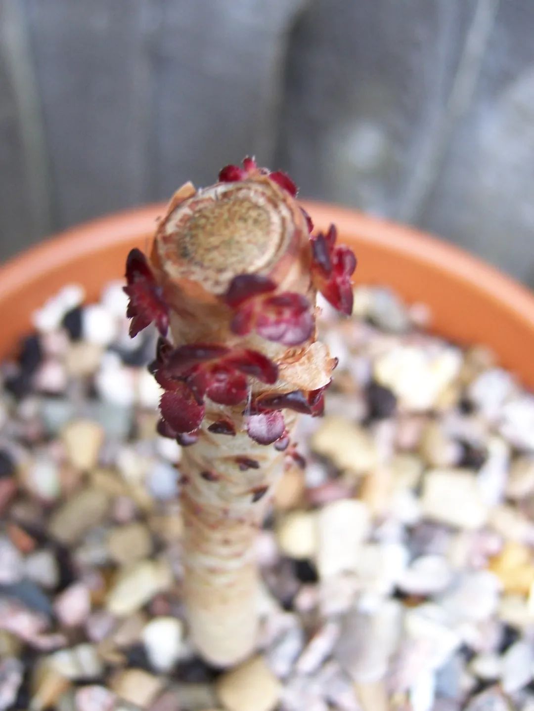 玫瑰花如何插枝培根_玫瑰花扦插苗生根了怎么移栽_玫瑰花扦插怎么才能養(yǎng)出根