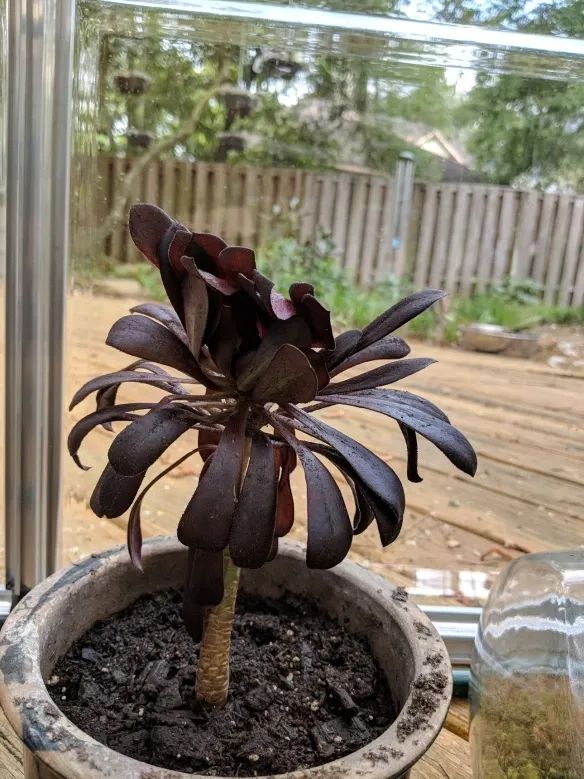 玫瑰花如何插枝培根_玫瑰花扦插怎么才能養(yǎng)出根_玫瑰花扦插苗生根了怎么移栽