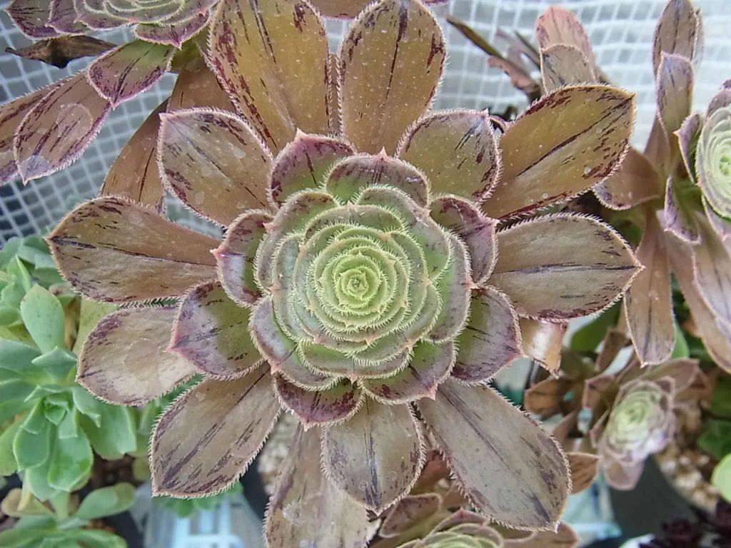 玫瑰花如何插枝培根_玫瑰花扦插怎么才能養(yǎng)出根_玫瑰花扦插苗生根了怎么移栽