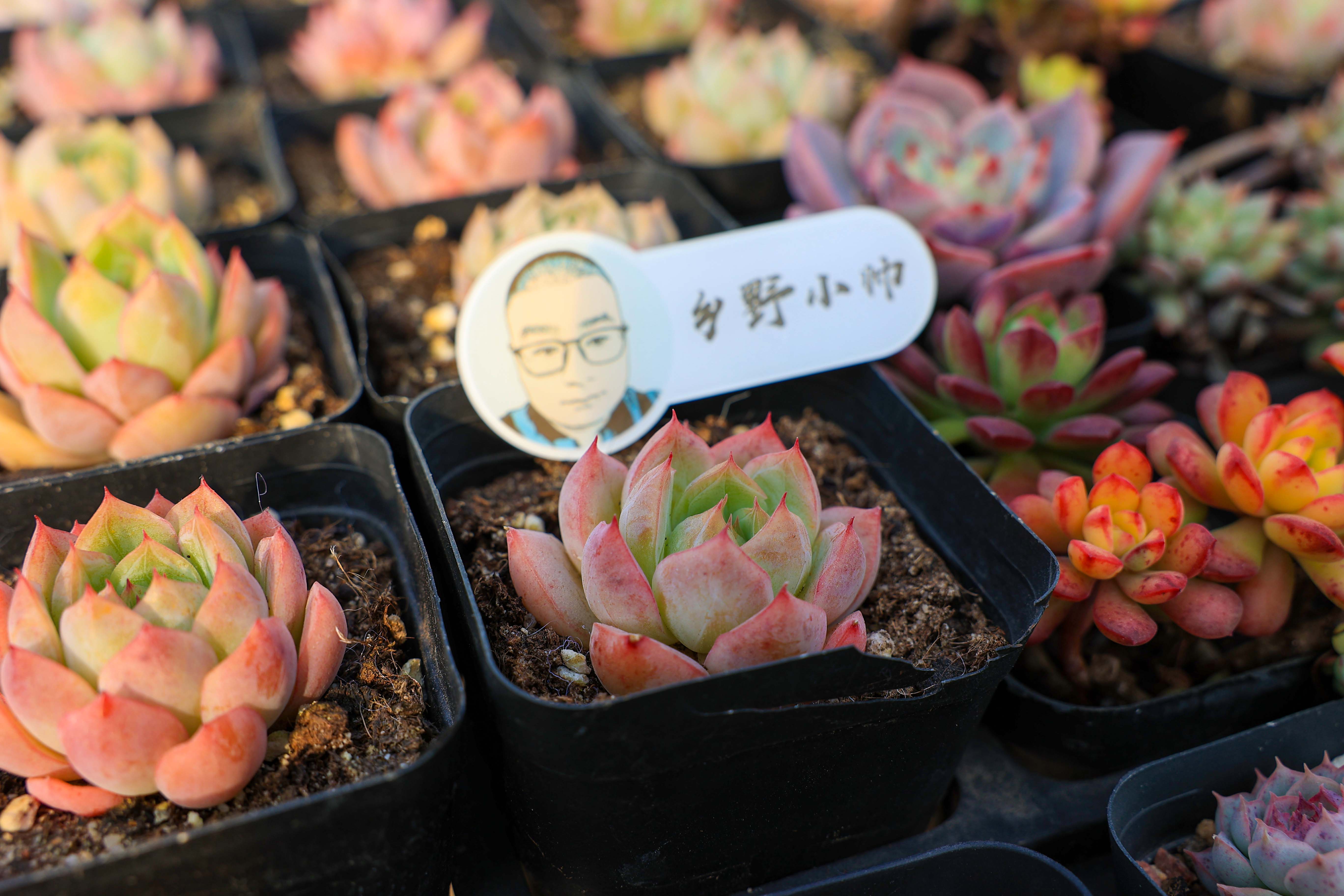 好花配好器，選盆很重要，選對花盆不僅外形好看肉肉也能更健康