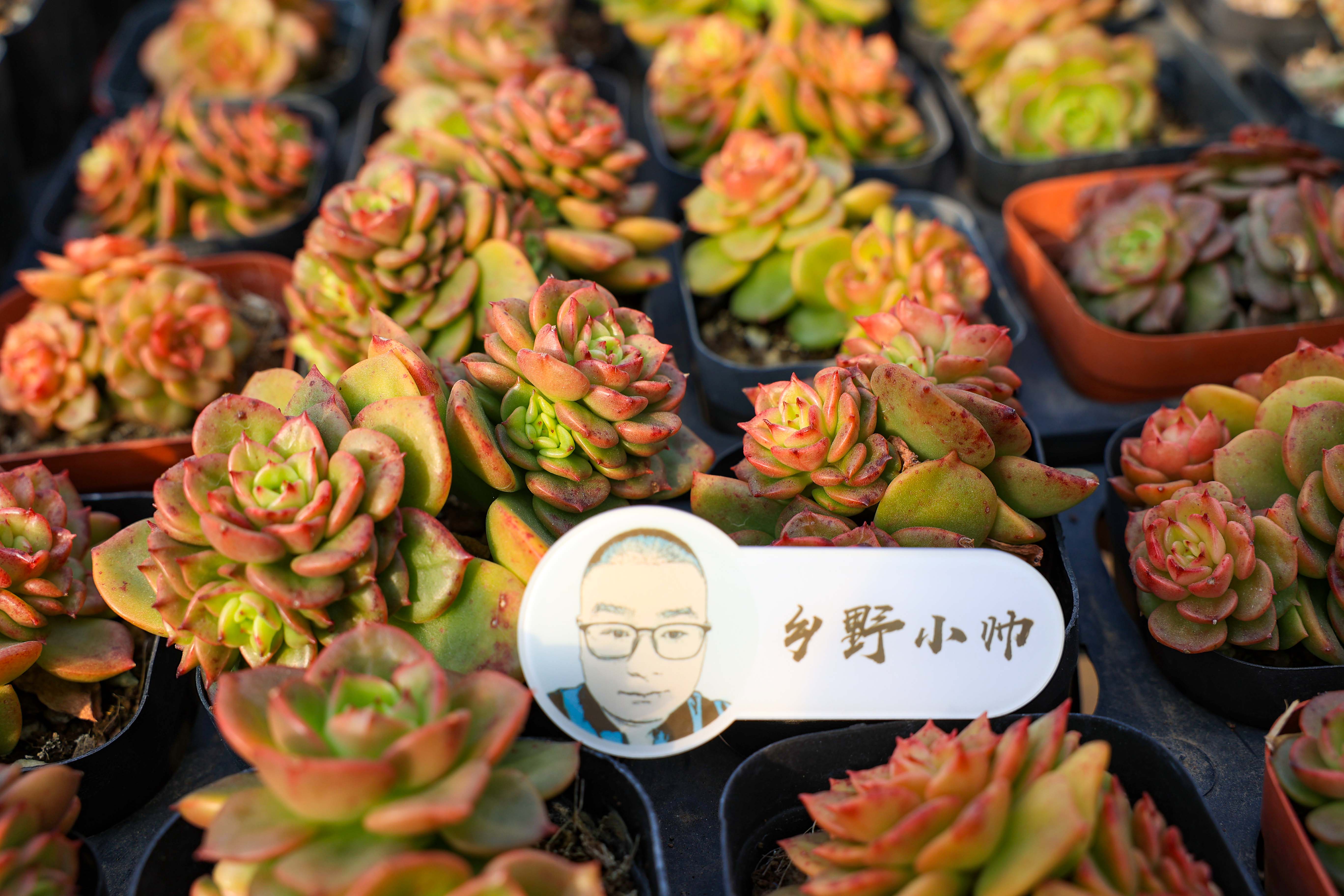 多肉花是酸性還是堿性_多肉不是花_多肉花是什么樣子的