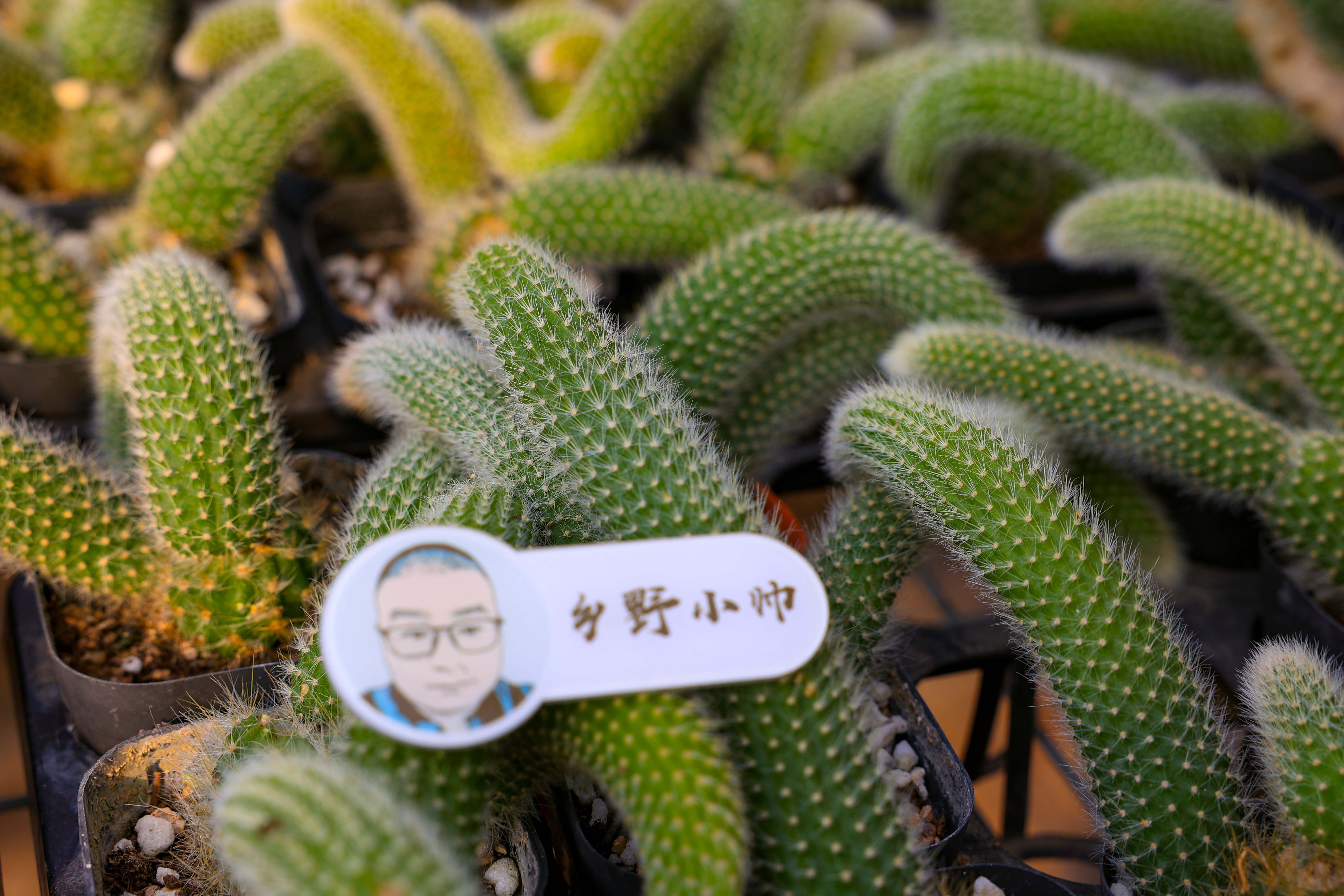 多肉花是酸性還是堿性_多肉花是什么樣子的_多肉不是花