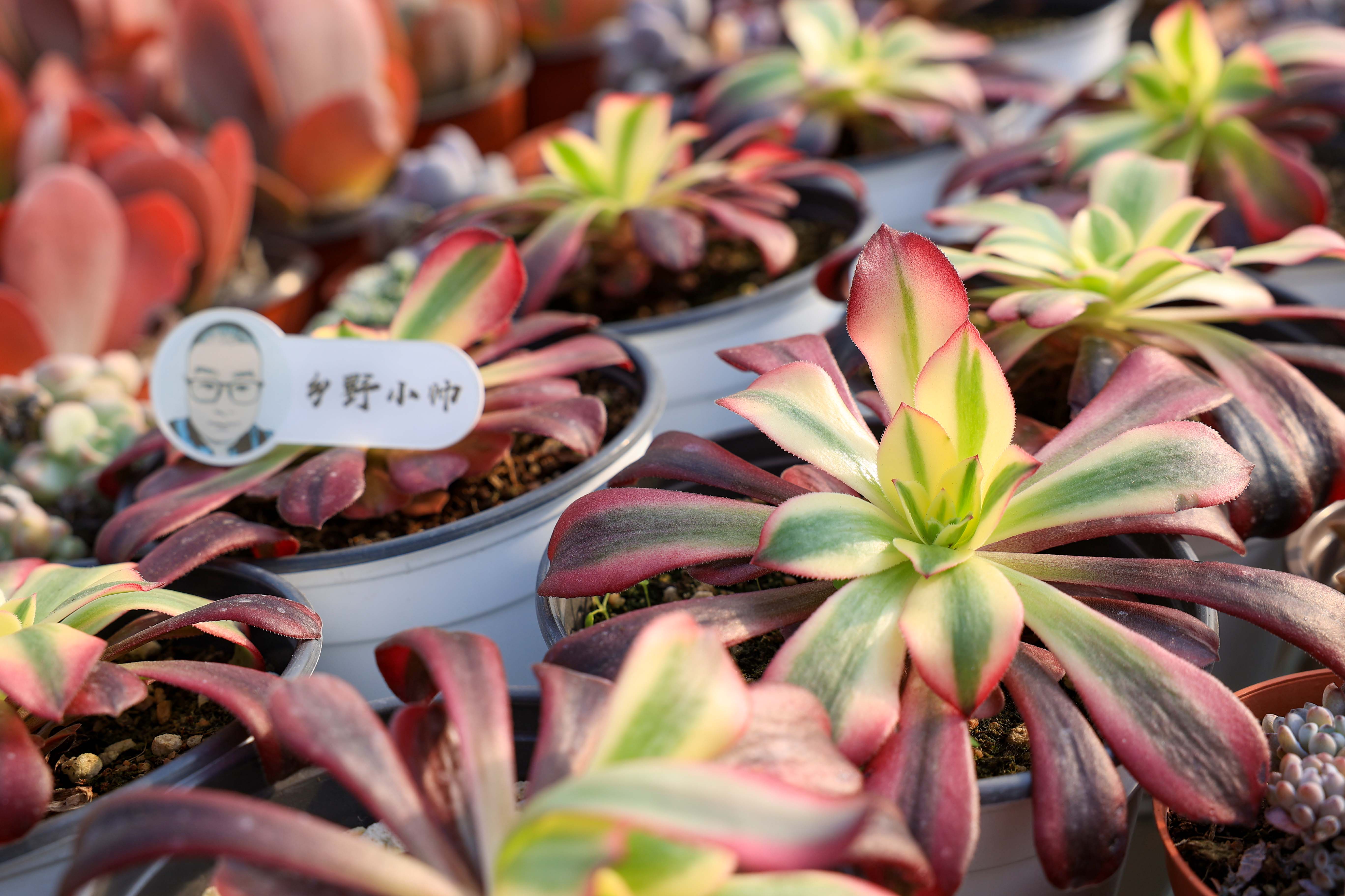 多肉不是花_多肉花是什么樣子的_多肉花是酸性還是堿性