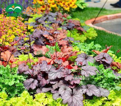 3種耐陰花，比綠蘿還好養(yǎng)，葉子比花美，不開花也漂亮