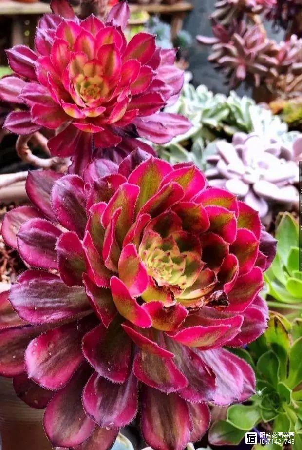 多肉紅梅老樁圖片_多肉紅覆輪_多肉紅寶石