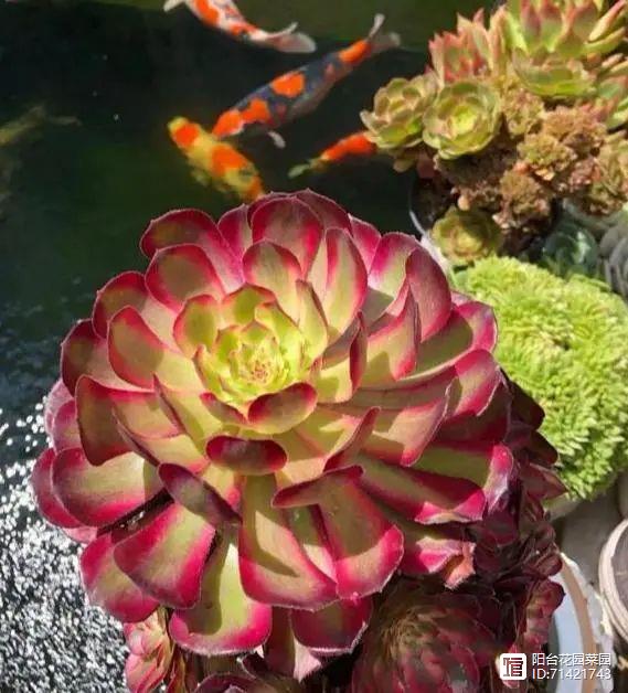 多肉紅梅老樁圖片_多肉紅覆輪_多肉紅寶石