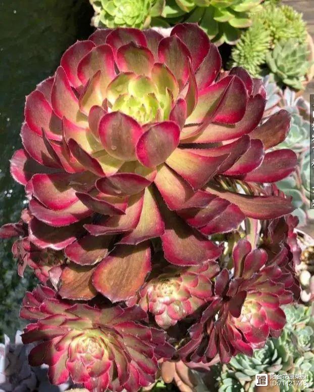 多肉紅梅老樁圖片_多肉紅寶石_多肉紅覆輪