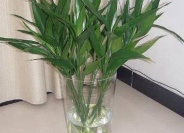 辦公室綠植_辦公室綠植怎么擺放_(tái)辦公室綠植排名前十名