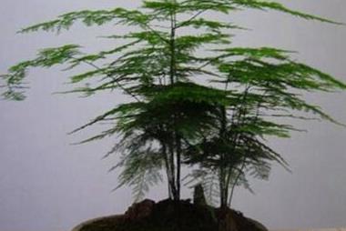 辦公室綠植_辦公室綠植怎么擺放_(tái)辦公室綠植排名前十名