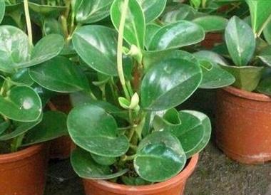 辦公室綠植怎么擺放_(tái)辦公室綠植排名前十名_辦公室綠植