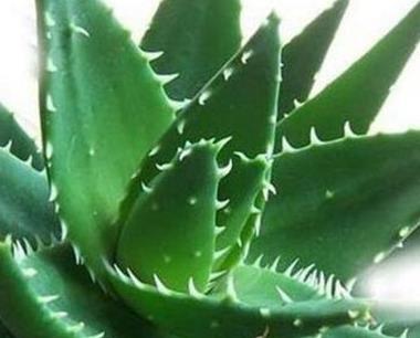 辦公室綠植怎么擺放_(tái)辦公室綠植_辦公室綠植排名前十名