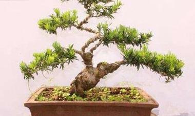 辦公室綠植怎么擺放_(tái)辦公室綠植_辦公室綠植排名前十名