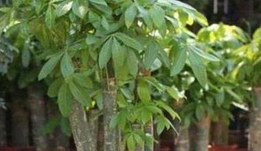 辦公室綠植怎么擺放_(tái)辦公室綠植排名前十名_辦公室綠植