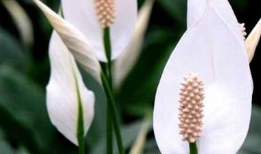 辦公室綠植怎么擺放_(tái)辦公室綠植排名前十名_辦公室綠植