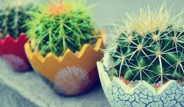 辦公室綠植怎么擺放_(tái)辦公室綠植_辦公室綠植排名前十名