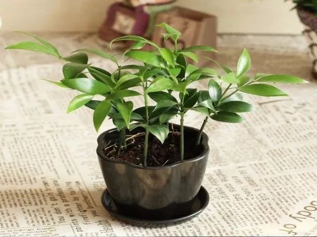 竹子適合室內養(yǎng)殖嗎_適合室內養(yǎng)的竹子_竹子適不適合在室內養(yǎng)