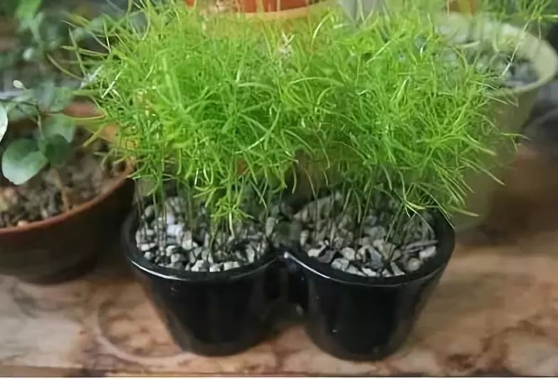 竹子適不適合在室內養(yǎng)_竹子適合室內養(yǎng)殖嗎_適合室內養(yǎng)的竹子