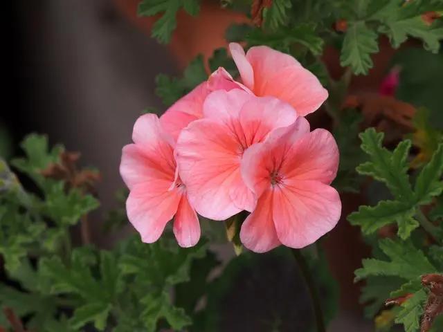 室內(nèi)花期長(zhǎng)好看又好養(yǎng)的花_花期長(zhǎng)的室內(nèi)_花期長(zhǎng)好養(yǎng)的室內(nèi)花卉