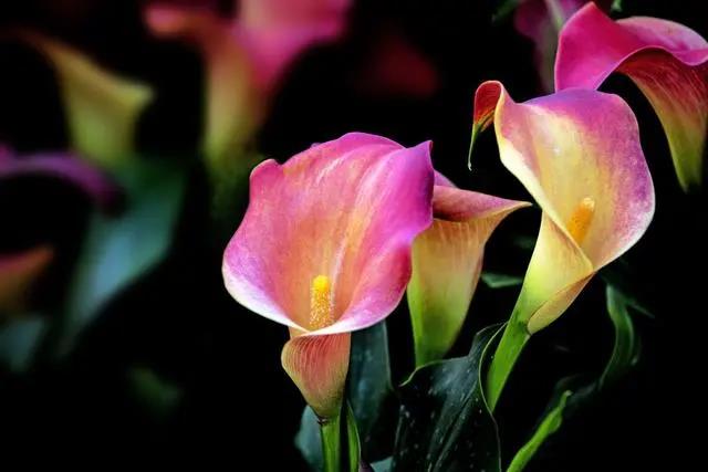 花期長(zhǎng)的室內(nèi)_花期長(zhǎng)好養(yǎng)的室內(nèi)花卉_室內(nèi)花期長(zhǎng)好看又好養(yǎng)的花