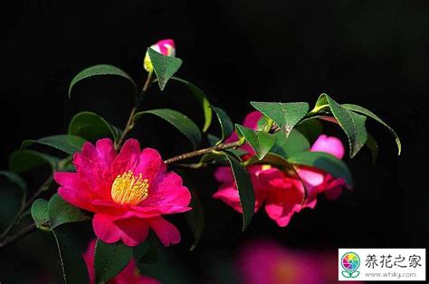 花抗凍嗎_耐凍耐寒的室外花卉_室內(nèi)花卉耐寒