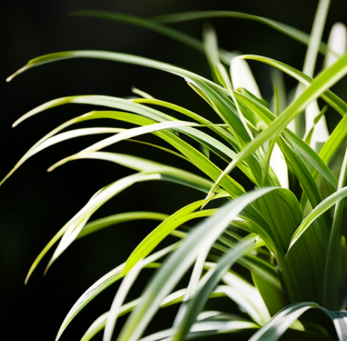 客廳放什么綠植好？這6種，四季常綠，凈化家中的空氣，便宜好養(yǎng)