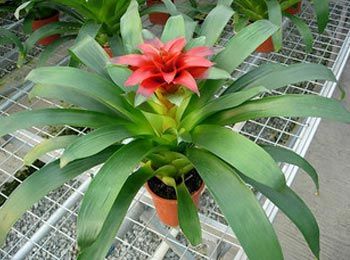 什么綠植好養(yǎng)活又能凈化空氣_凈化空氣易養(yǎng)活的花_凈化室內(nèi)空氣綠植