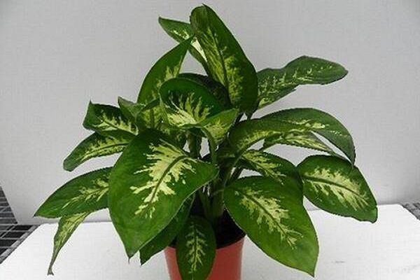 凈化空氣易養(yǎng)活的花_凈化室內(nèi)空氣綠植_什么綠植好養(yǎng)活又能凈化空氣