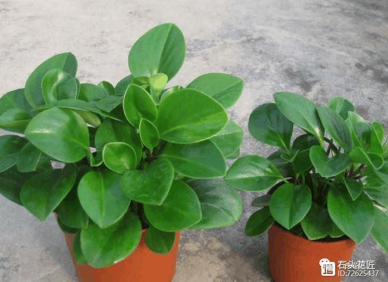 冬天窗戶密閉，此3種花是“二手煙”的克星，各養(yǎng)1盆，空氣清新