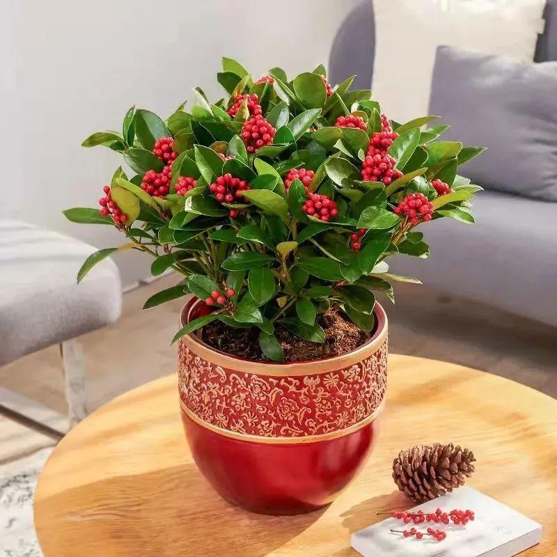 一年四季開(kāi)花的室內(nèi)花卉_室內(nèi)養(yǎng)花四季開(kāi)花植物_花卉開(kāi)花四季室內(nèi)能養(yǎng)嗎