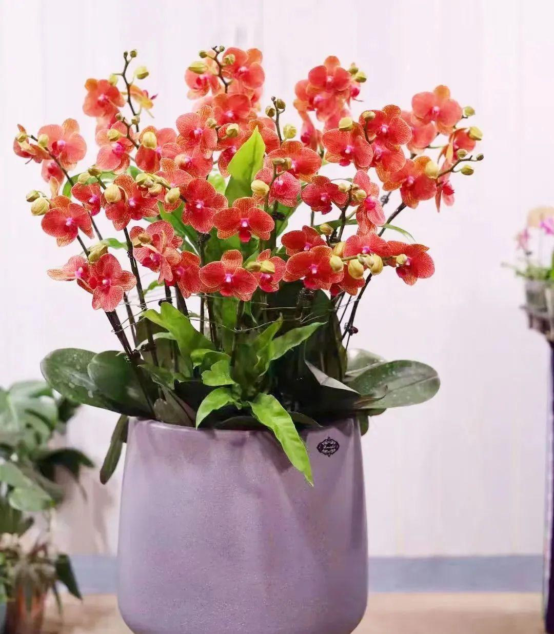 室內(nèi)養(yǎng)花四季開(kāi)花植物_花卉開(kāi)花四季室內(nèi)能養(yǎng)嗎_一年四季開(kāi)花的室內(nèi)花卉