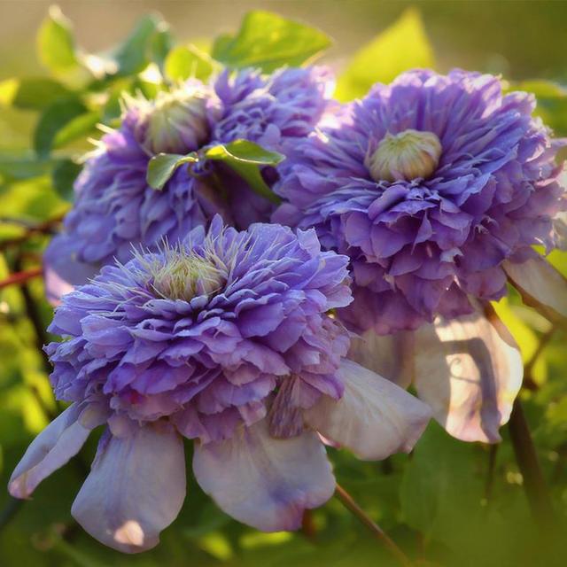 花卉耐寒區(qū)_冬季室外耐寒的花卉有哪些_冬季室外最耐寒的15種花卉