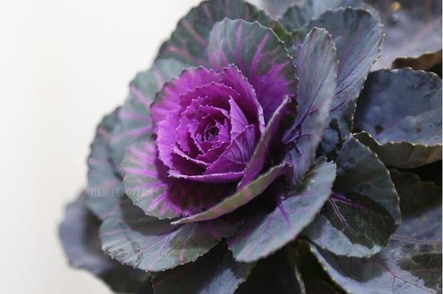 花卉耐寒區(qū)_冬季室外耐寒的花卉有哪些_冬季室外最耐寒的15種花卉