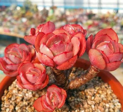 省心|推薦5款紅色系多肉，好養(yǎng)又省心，虐一虐更漂亮，新手也會養(yǎng)！