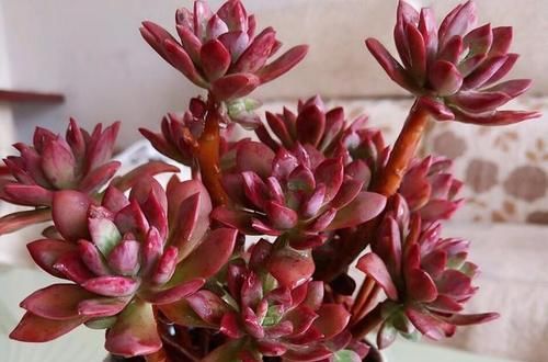 花卉漂亮多肉圖片_花卉漂亮多肉怎么養(yǎng)_最漂亮的多肉花卉