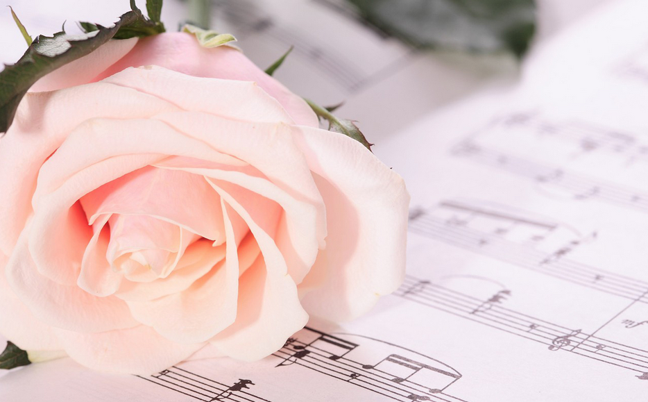 送表白玫瑰花一般送幾朵_表白送玫瑰花要對(duì)對(duì)方說什么話_表白一般送幾朵玫瑰花