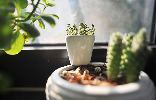 中低檔多肉植物價格大跳水：“現(xiàn)在100元可以買一窗臺”