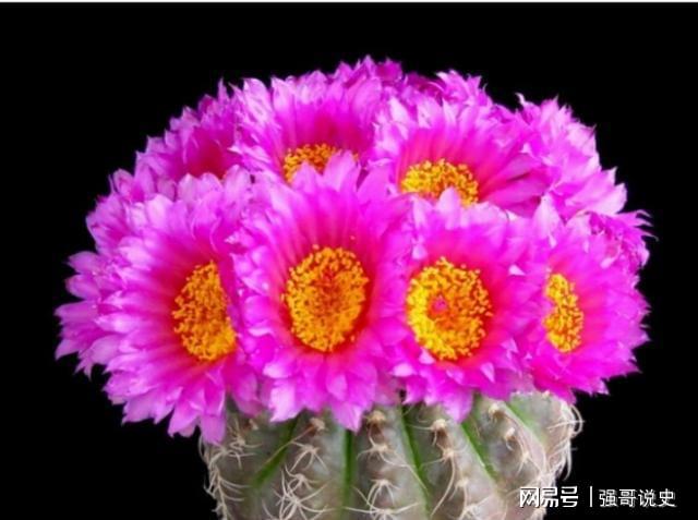 多肉用花多多1號還是12號_多肉植物用花多多幾號_多肉應(yīng)該用花多多幾號